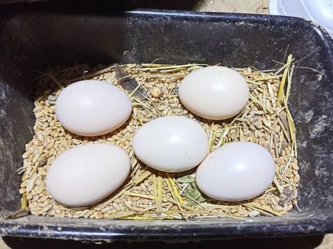 Oeufs f&eacute;cond&eacute;s coq espece Madagascar 10 91150 Étampes