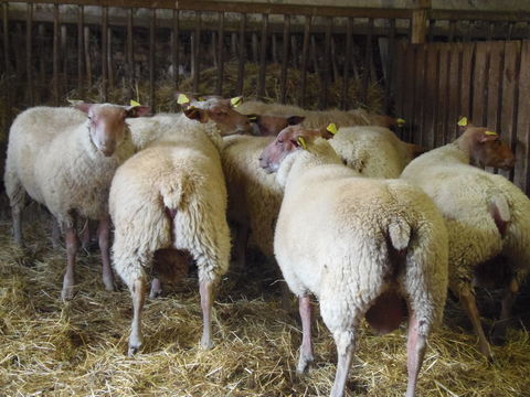 Jeunes B&eacute;liers Rouge de l'Ouest 1 49640 Morannes