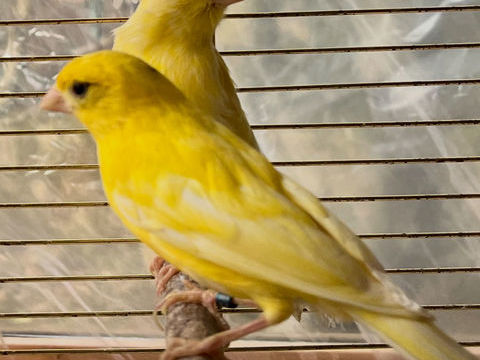 Divers canaris 1 74100 Annemasse