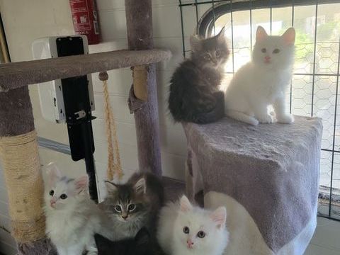 Chaton norvegien loof pure tace 1300 44370 Loireauxence