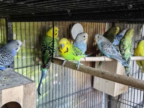 Oiseaux perruche, moineau du Japon, canaris
0 86430 Luchapt