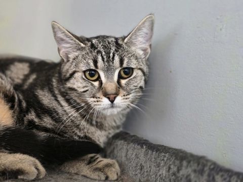 ZINNIA 210 27140 Gisors