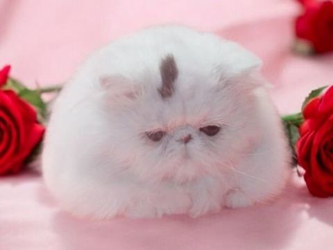 Femelle PERSANE Van brown tabby (3&4*CB) 890 58300 Cossaye