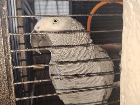 Perroquet gris Gabon 1500 95120 Ermont