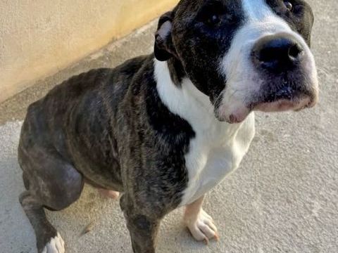 AGNEAU, chien boxer terrier, 10 ans SAUVETAGE 0 34000 Montpellier