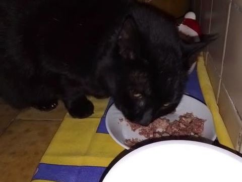 Chien MIMINE à l adoption 180 26500 Bourg-ls-valence