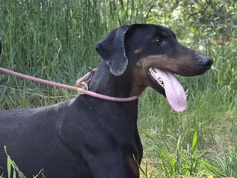 Atos 230 26700 Pierrelatte