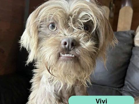 Vivi, chienne lhassa Apso &agrave; adopter 380 18800 Villabon