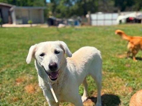 BELKA CROISEE LABRADOR 3 ANS 250 62100 Calais