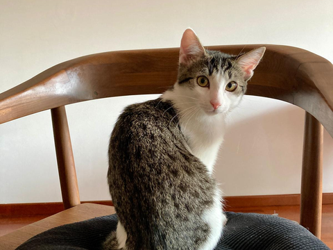 Askell 230 44000 Nantes