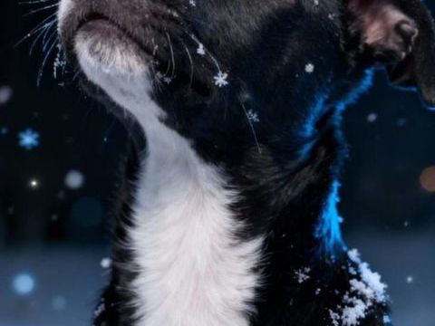 Iris, femelle crois&eacute;e cr&eacute;ole, n&eacute;e le 25/06/2025 🐶 300 92000 Nanterre