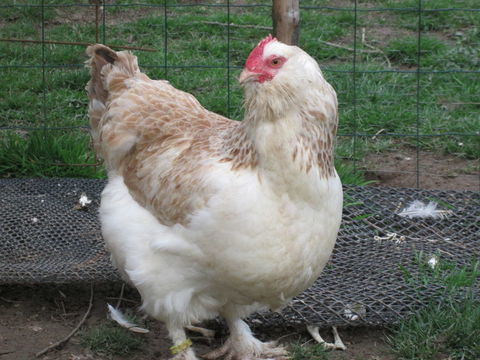  Oeufs poule coq FAVEROLLES ALLEMANDE 25 50190 Périers
