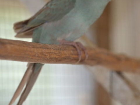 Kakariki front rouge 40 86190 Quinay