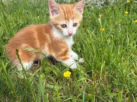 Chaton F/M DON 0 60000 Beauvais