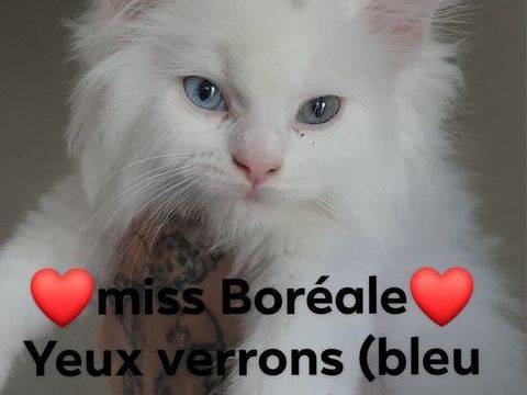 Magnifique chatons Maine Coon &agrave; r&eacute;server 1000 59300 Valenciennes