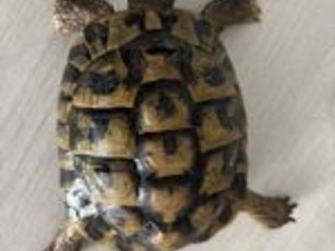   mal tortue  