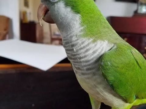 Tr&egrave;s Beau Couple de Conure Souris Reproducteur EAM 2025 490 94450 Limeil-brévannes
