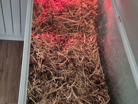 Tortue des Steppes 350 95280 Jouy-le-moutier