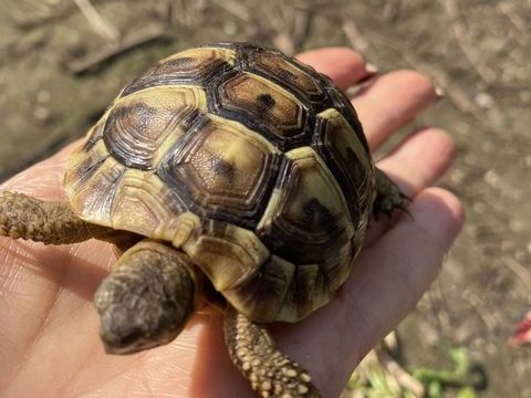 Tortue de terre 100 95140 Garges-l�s-gonesse
