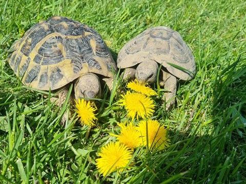 Recueille tortue de terre 0 62160 Bully-les-mines