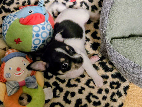 chihuahua 600 60120 Bonneuil-les-eaux