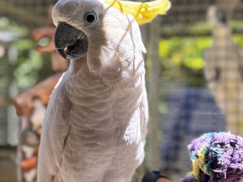 Recherche Cacato&egrave;s &agrave; huppe jaune femelle EAM ou MAN 0 40190 Pujo-le-plan