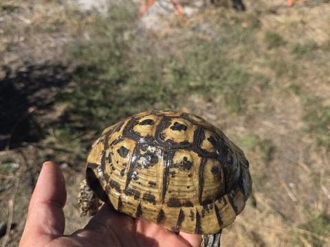 Tortue femelle 200 69190 Saint-fons