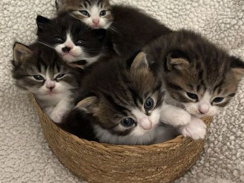 5 chatons British Shortair LOOF &agrave; r&eacute;server 800 84000 Avignon