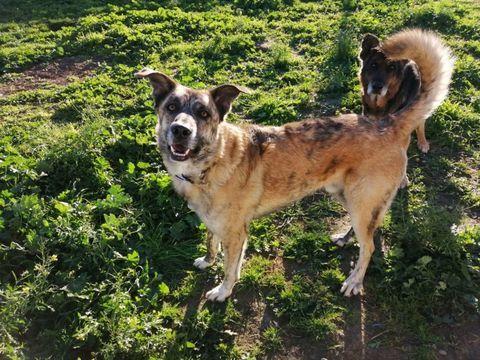 LOBUNO 300 78170 La celle-saint-cloud