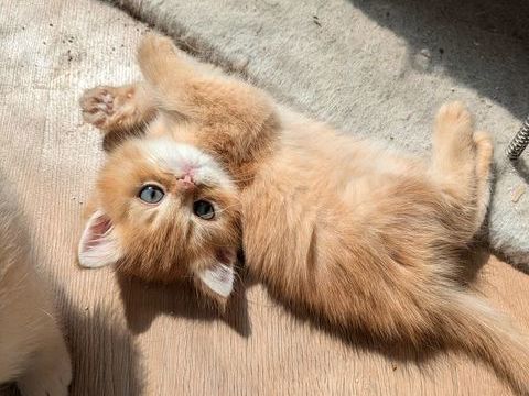 British shorthair 750 78500 Sartrouville