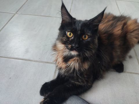 reste 1 chaton femelle Msine coon Loof 700 62940 Haillicourt