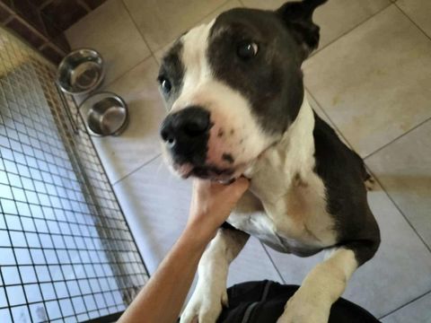 Chien ZORRO à l adoption 210 13001 Marseille