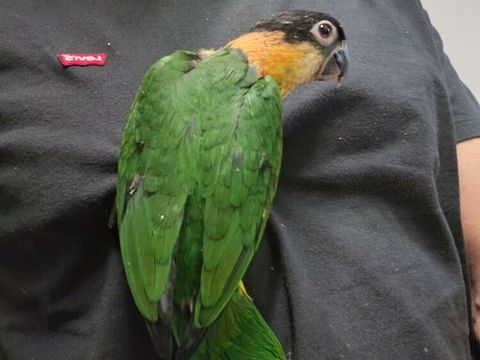 Perroquets ca&iuml;ques 400 62180 Verton