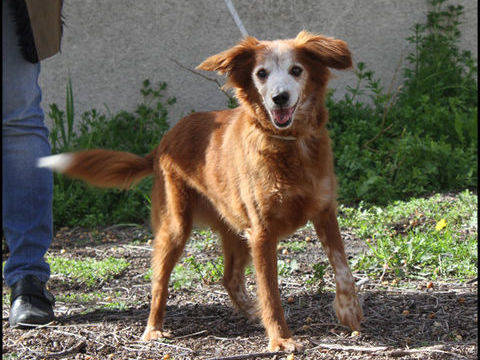 Petite LUNA cherche une famille 210 34500 B�ziers