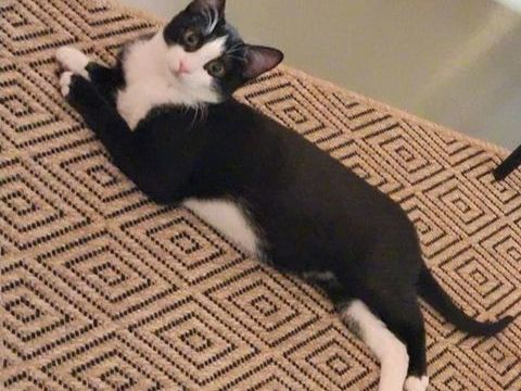 MORPHEE 285 91630 Marolles-en-hurepoix