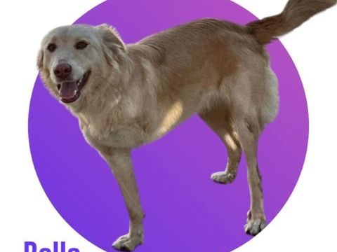 Notre amour de BELLA, 1 an, 18 kg, tripattes, &agrave; l'adoption 300 28250 Senonches