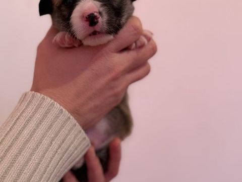 Welsh corgi Pembroke &agrave; r&eacute;server 2300 29270 Carhaix-plouguer