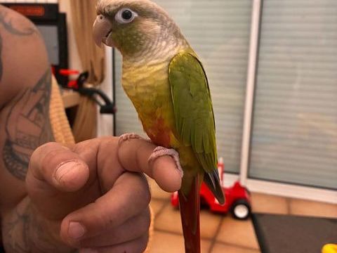 Conure eam 160 49300 Cholet