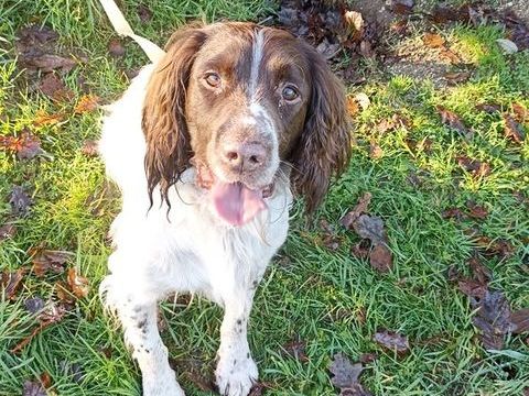 Chien springer spaniel 0 22170 Châtelaudren-plouagat