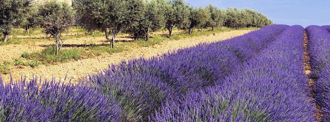 Agence MG IMMOBILIER Saint-Gilles