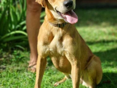 Bonny, femelle X berger, n&eacute;e le 28/11/2024 380 35000 Rennes