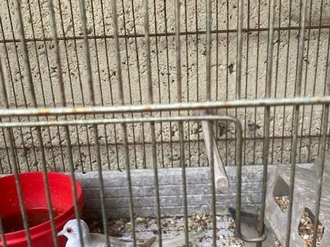  COLOMBE DIAMANT 3 35137 Bde