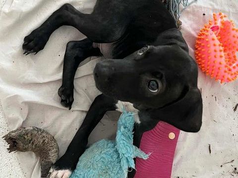 BLACKY pour la vie 300 77000 Livry-sur-seine