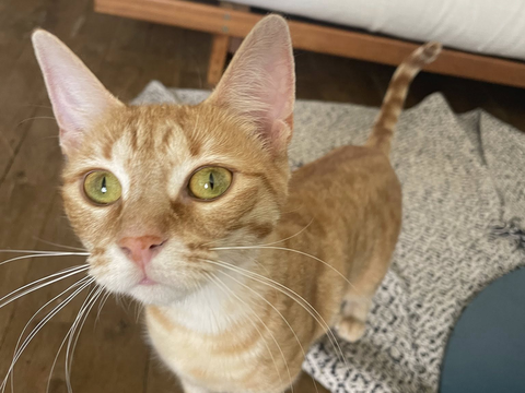 B&ecirc;ta 200 44000 Nantes