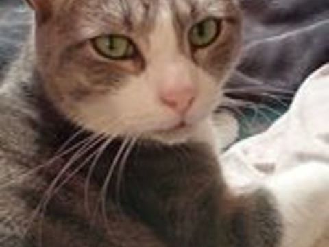 POMPE CHAT GRIS & BLANC 6 ANS 195 92260 Fontenay-aux-roses