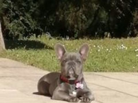  Femelle Bouledogue Français Exotique 