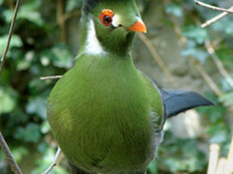 Touracos joues blanches 300 41400 Montrichard