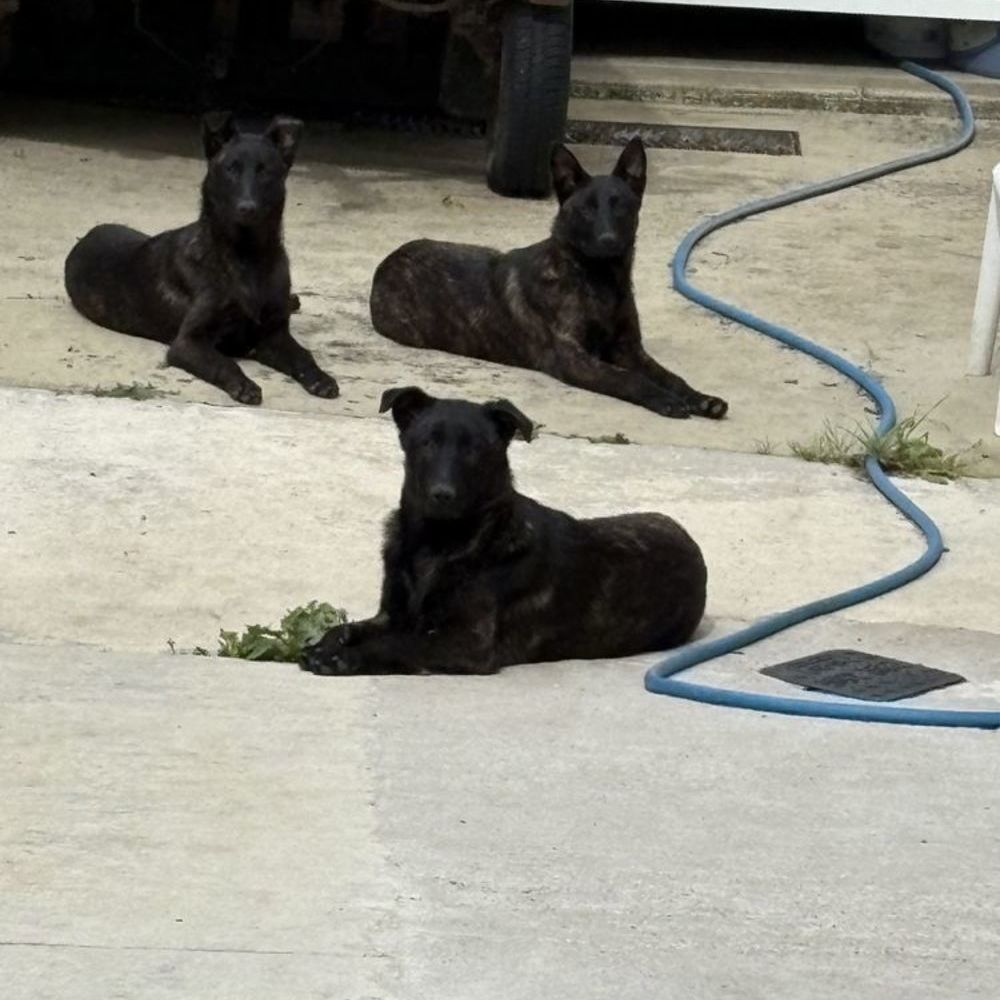   Donne chiots de 7 mois berger hollandais femelle  