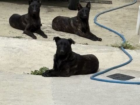 Donne chiots de 7 mois berger hollandais femelle 0 61200 Argentan
