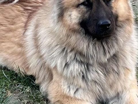 Femelle EURASIER LOF 200 47300 Villeneuve-sur-lot